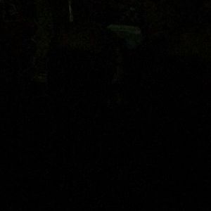 Meet your Posher, Royce